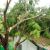Boca Raton Fallen Tree Damage by True Clean Emergency Restoration LLC